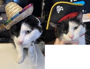 Smol cat wearing his party hats. Its as close to a skeleton and a cowboy as I could get on short notice. Also, he's a squirmy little guy.<br class="newline" /><a class="read-time" target="_blank" rel="noopener noreferrer" href="https://www.youtube.com/watch?v=SaobHKDZ8KI&t=3h59m11s">Read Timestamp</a>